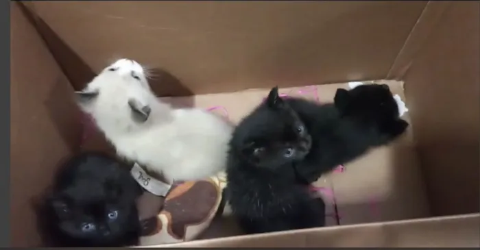 Gato ra a SRD-ViraLata idade Abaixo de 2 meses nome Lindos filhotes  de gatinhos