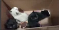 Lindos filhotes de gatinhos