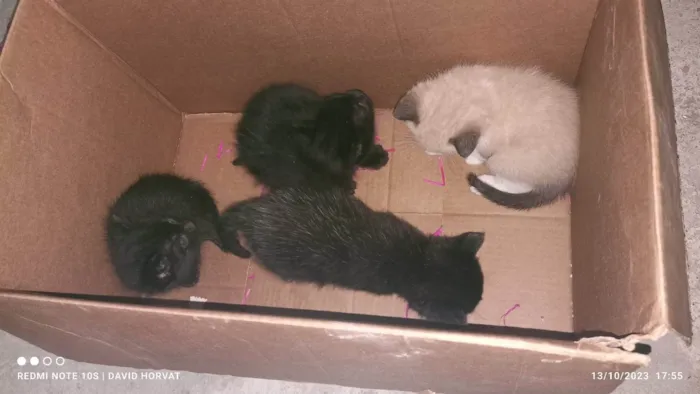 Gato ra a SRD-ViraLata idade Abaixo de 2 meses nome Lindos filhotes  de gatinhos