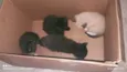 Lindos filhotes de gatinhos
