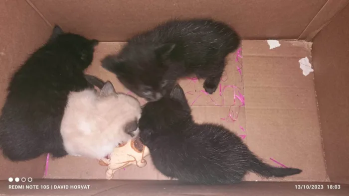 Gato ra a SRD-ViraLata idade Abaixo de 2 meses nome Lindos filhotes  de gatinhos