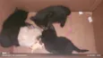 Lindos filhotes de gatinhos