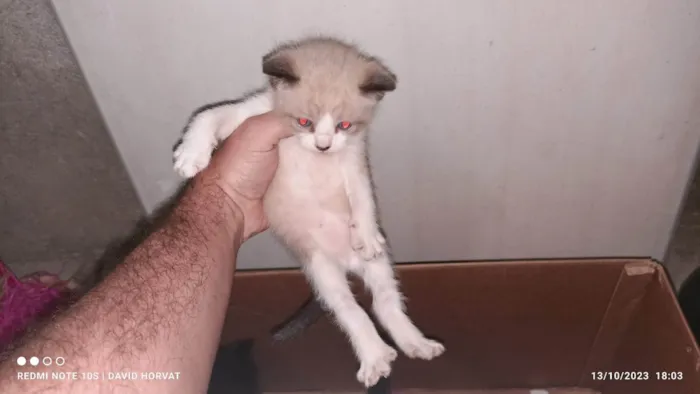 Gato ra a SRD-ViraLata idade Abaixo de 2 meses nome Lindos filhotes  de gatinhos