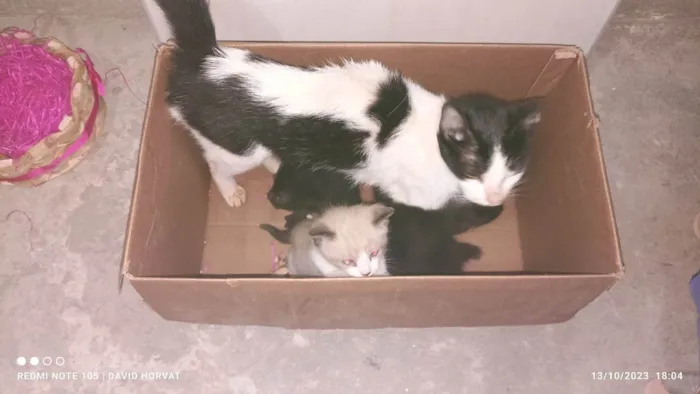 Gato ra a SRD-ViraLata idade Abaixo de 2 meses nome Lindos filhotes  de gatinhos