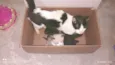 Lindos filhotes de gatinhos