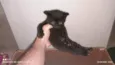 Lindos filhotes de gatinhos