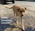 Caramelo
