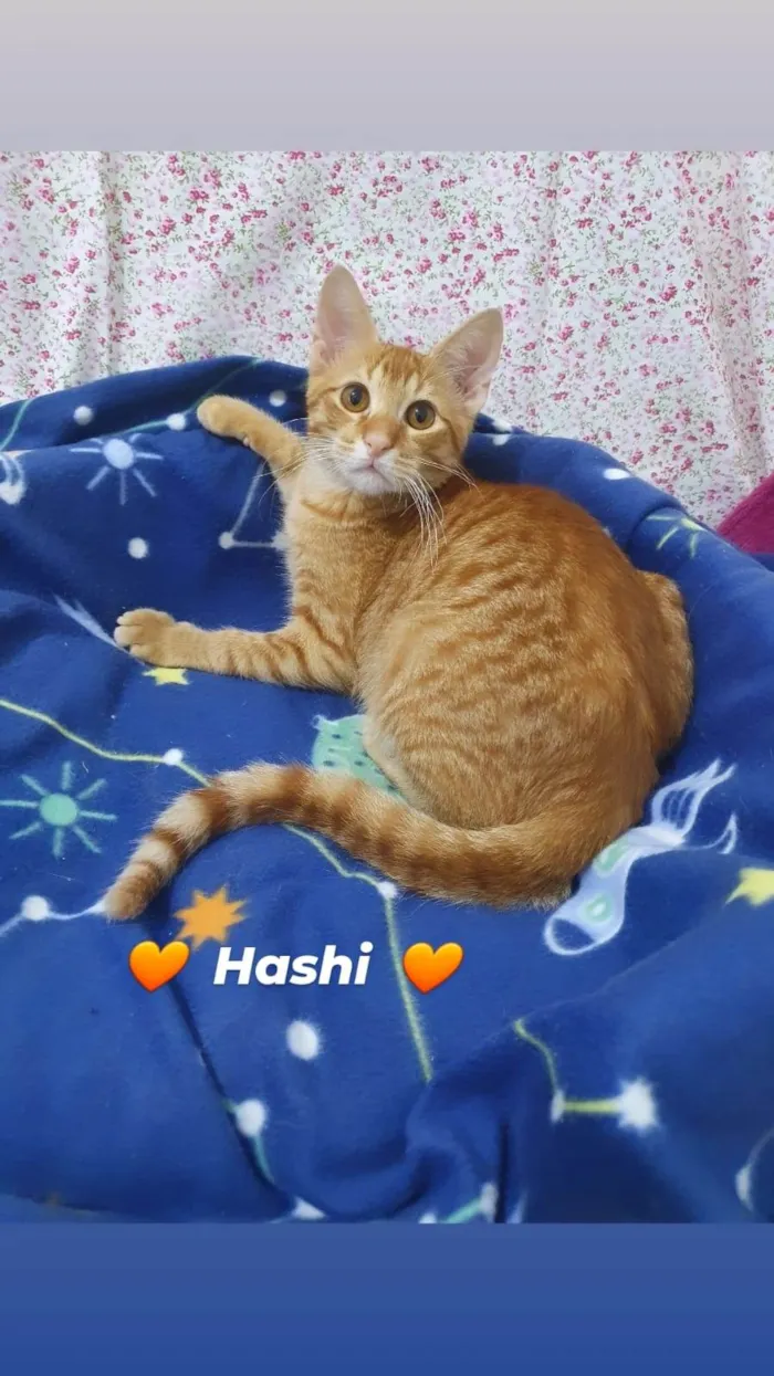 Gato ra a SRD-ViraLata idade 2 a 6 meses nome HASHI