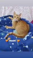 HASHI
