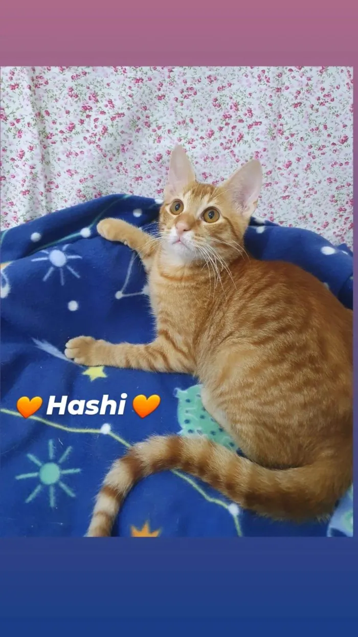 Gato ra a SRD-ViraLata idade 2 a 6 meses nome HASHI