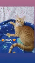 HASHI