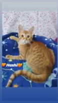 HASHI