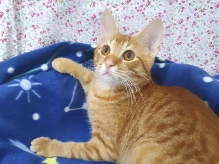 Gato ra a SRD-ViraLata idade 2 a 6 meses nome HASHI