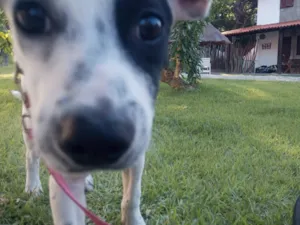 Cachorro raça Srd idade 2 a 6 meses nome Estrela