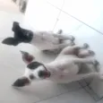 Luna / Estrela