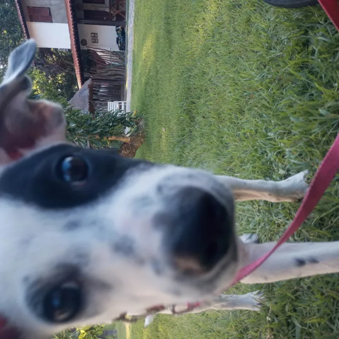 Cachorro ra a Srd idade 2 a 6 meses nome Luna / Estrela