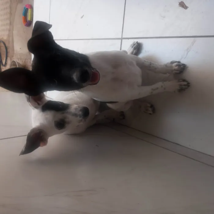 Cachorro ra a Srd idade 2 a 6 meses nome Luna / Estrela