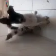 Luna / Estrela