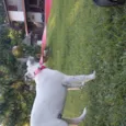 Luna / Estrela
