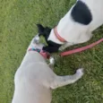 Luna / Estrela
