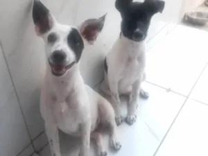 Cachorro raça Srd idade 2 a 6 meses nome Luna / Estrela