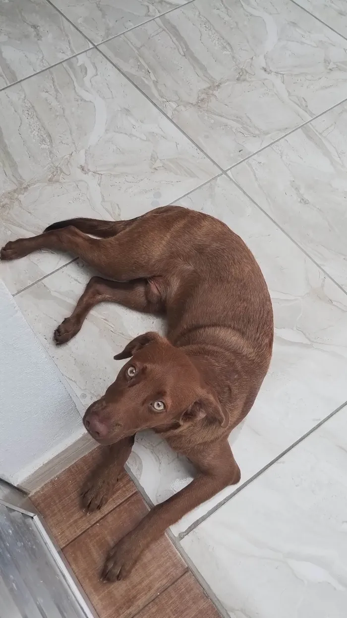 Cachorro ra a Mesclado de labrador  idade 7 a 11 meses nome Duck