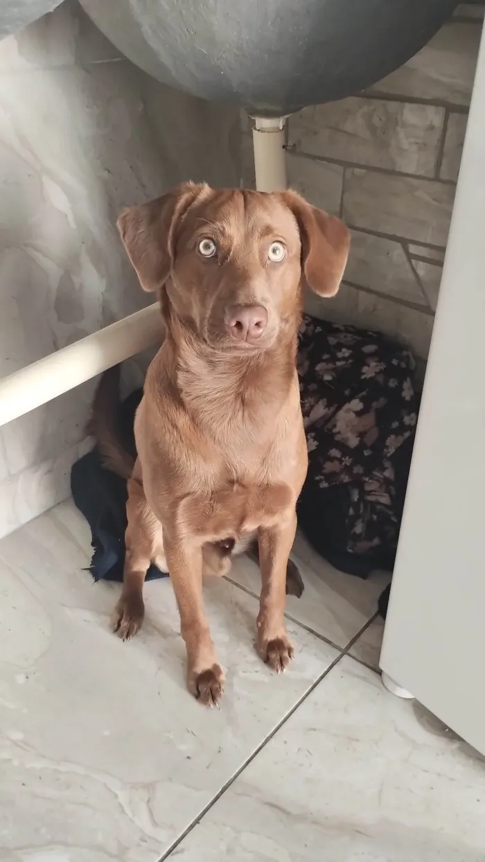 Cachorro ra a Mesclado de labrador  idade 7 a 11 meses nome Duck