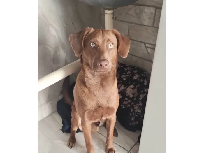 Cachorro ra a Mesclado de labrador  idade 7 a 11 meses nome Duck