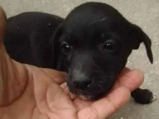 Cachorro ra a SRD-ViraLata idade 2 a 6 meses nome Mary popkins 