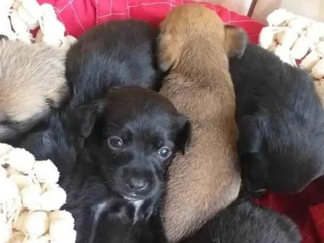 Cachorro ra a SRD idade Abaixo de 2 meses nome Filhotes