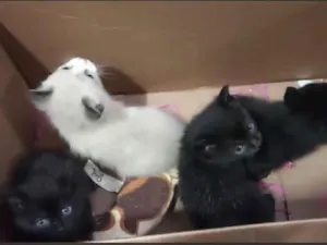 Gato raça SRD-ViraLata idade Abaixo de 2 meses nome Lindos filhotes  de gatinhos