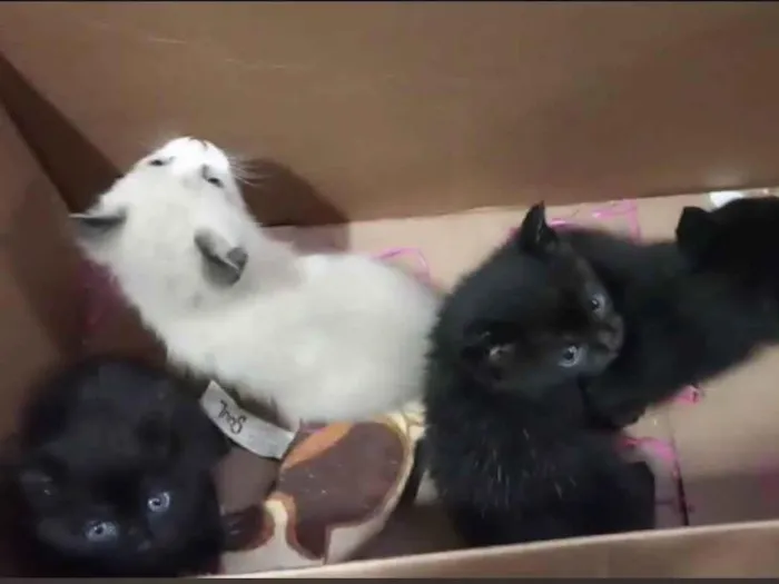 Gato ra a SRD-ViraLata idade Abaixo de 2 meses nome Lindos filhotes  de gatinhos