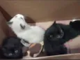 Lindos filhotes de gatinhos