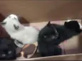 Lindos filhotes de gatinhos