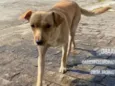 Caramelo