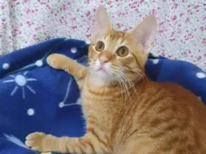 Gato raça SRD-ViraLata idade 2 a 6 meses nome HASHI