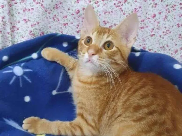 Gato ra a SRD-ViraLata idade 2 a 6 meses nome HASHI