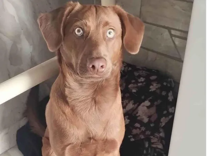 Cachorro ra a Mesclado de labrador  idade 7 a 11 meses nome Duck