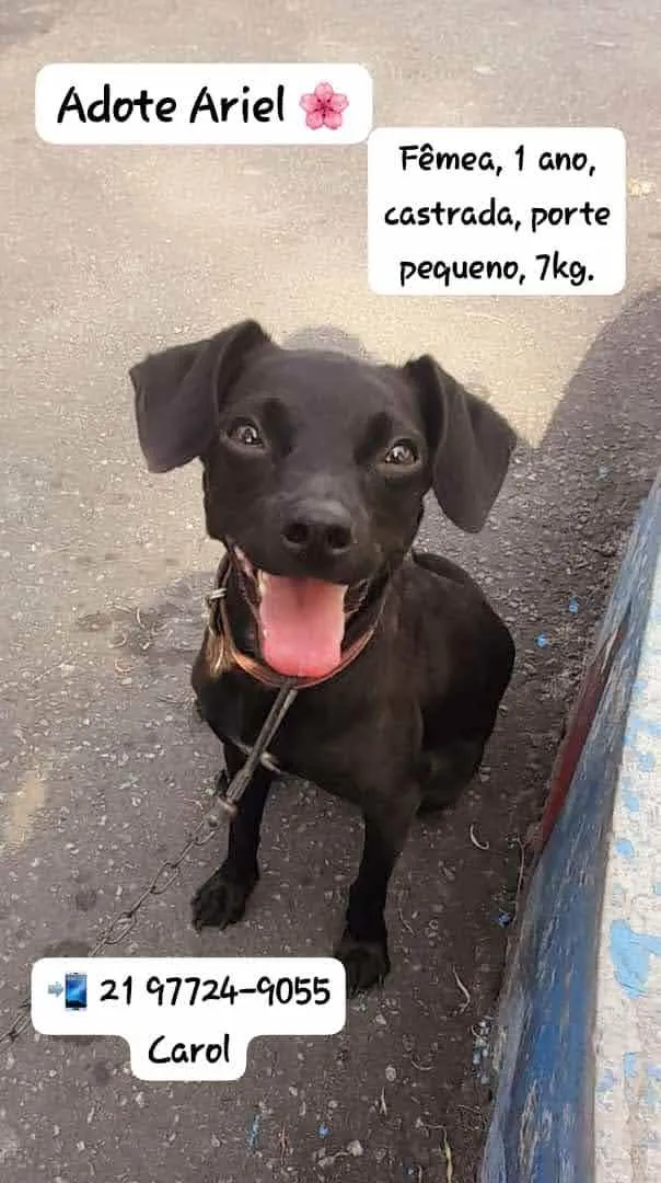 Cachorro ra a SRD-ViraLata idade 1 ano nome Ariel