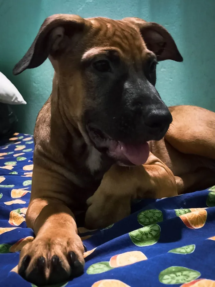 Cachorro ra a SRD-ViraLata idade 2 a 6 meses nome Bellinha