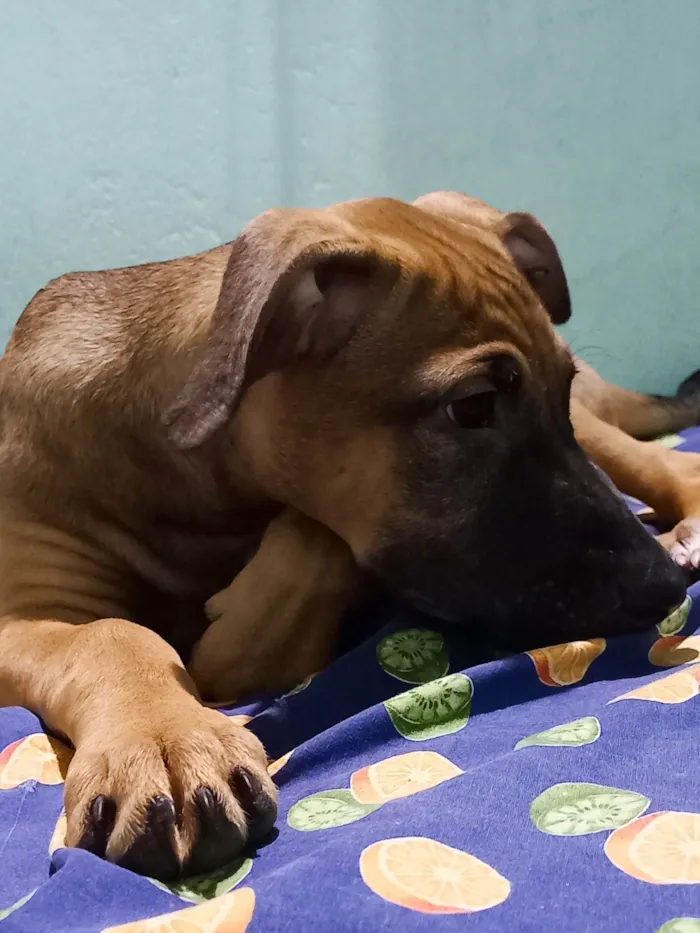 Cachorro ra a SRD-ViraLata idade 2 a 6 meses nome Bellinha