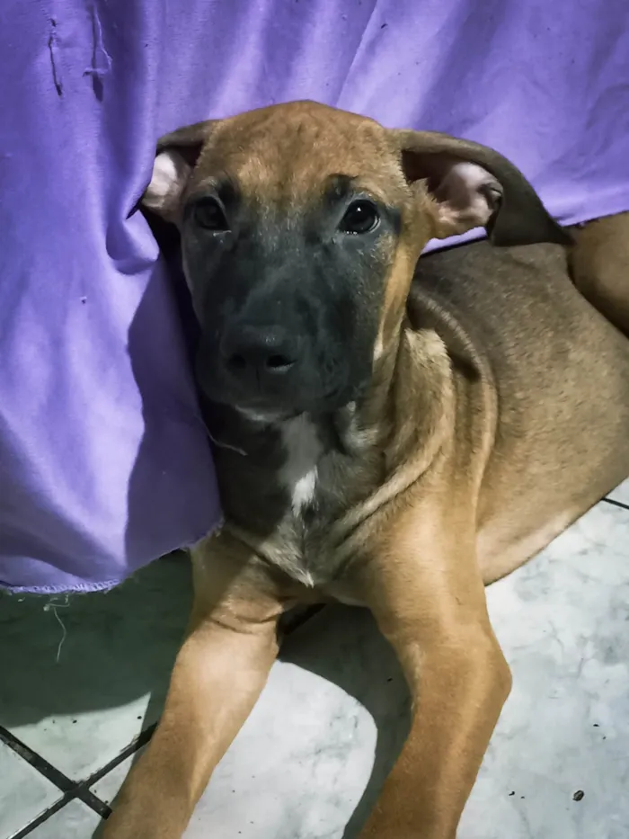 Cachorro ra a SRD-ViraLata idade 2 a 6 meses nome Bellinha