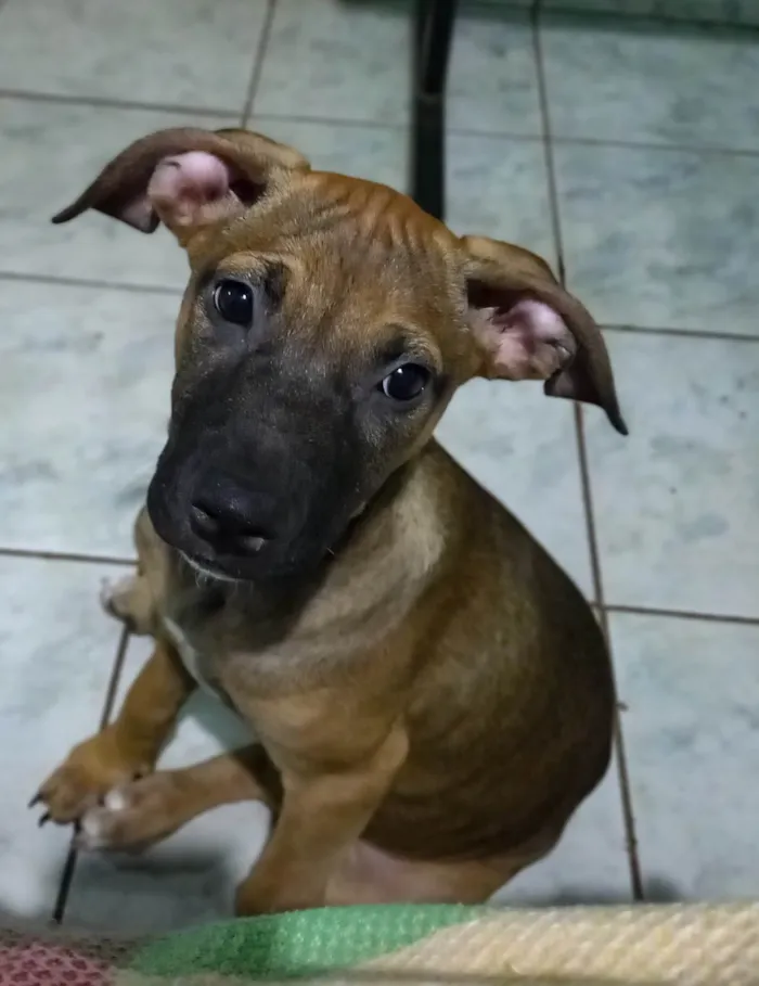 Cachorro ra a SRD-ViraLata idade 2 a 6 meses nome Bellinha