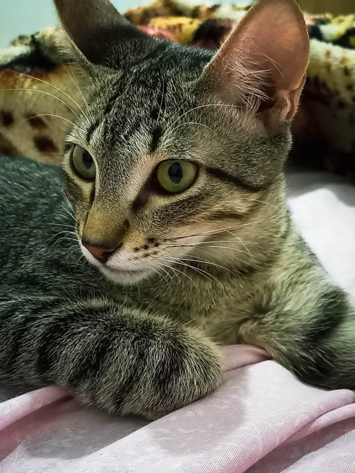 Gato ra a SRD-ViraLata idade 2 a 6 meses nome Corey