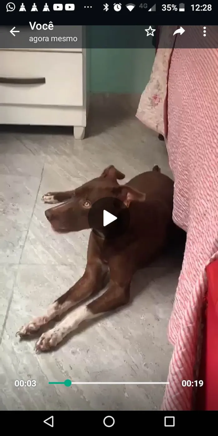 Cachorro ra a SRD-ViraLata idade 1 ano nome Harum