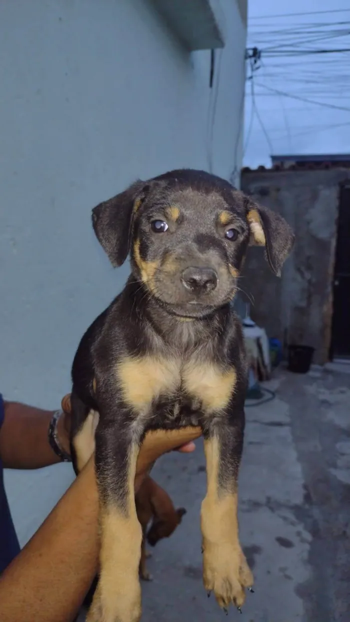 Cachorro ra a SRD-ViraLata idade 2 a 6 meses nome Hermanos