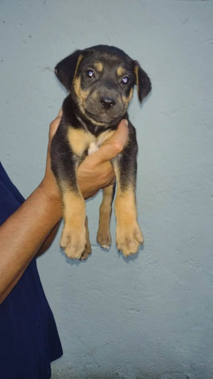 Cachorro ra a SRD-ViraLata idade 2 a 6 meses nome Hermanos
