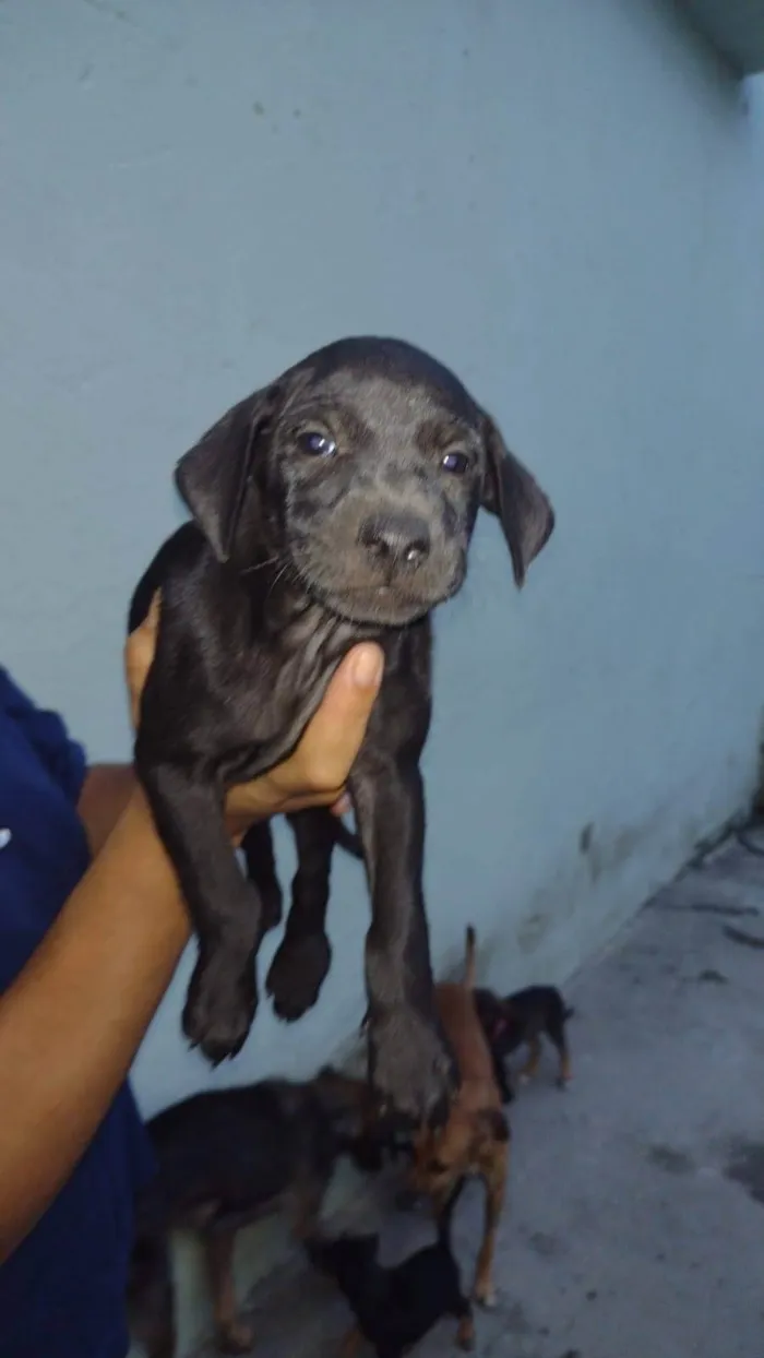 Cachorro ra a SRD-ViraLata idade 2 a 6 meses nome Hermanos