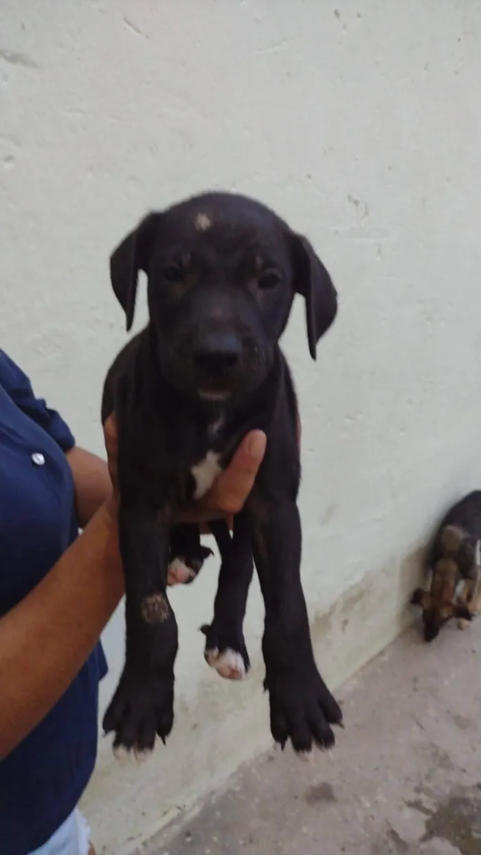 Cachorro ra a SRD-ViraLata idade 2 a 6 meses nome Hermanos