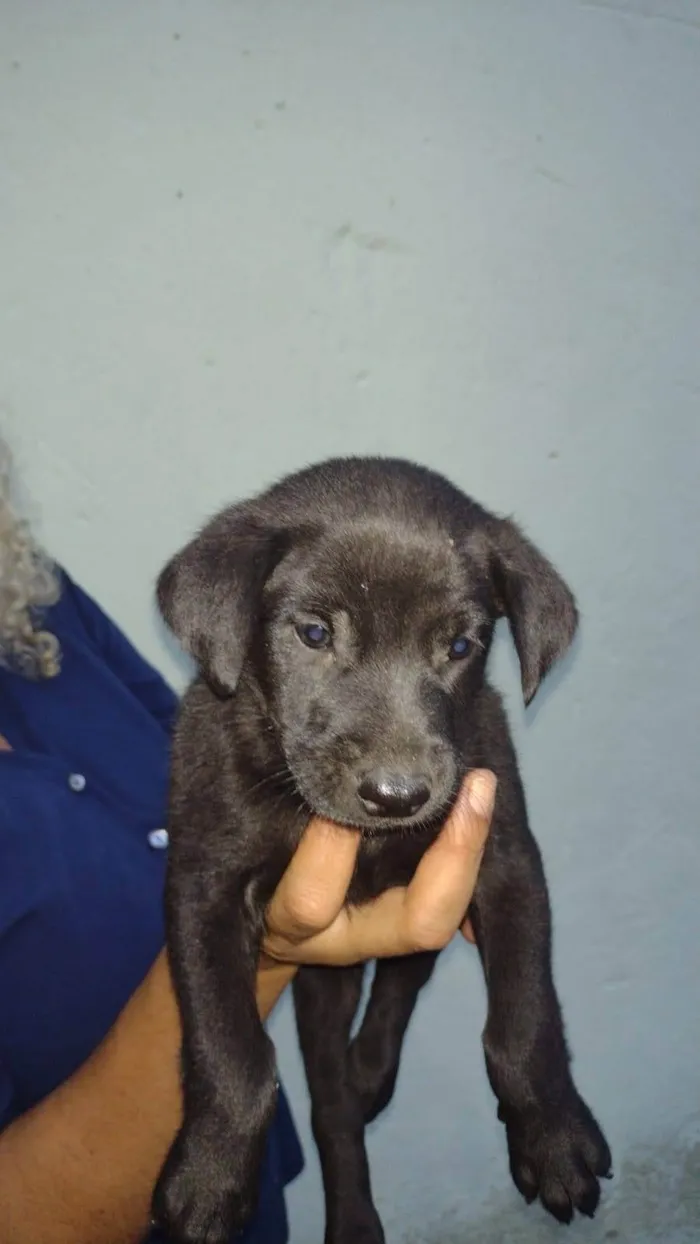 Cachorro ra a SRD-ViraLata idade 2 a 6 meses nome Hermanos